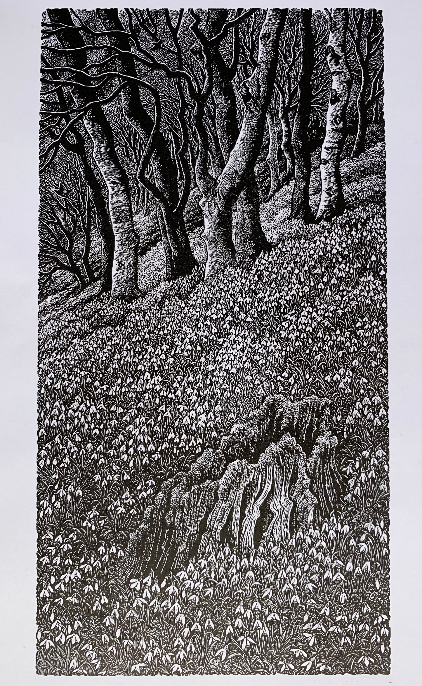 A Drift of Snowdrops