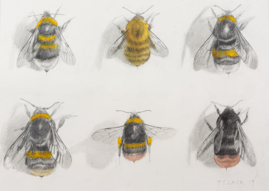 Bumblebee Study