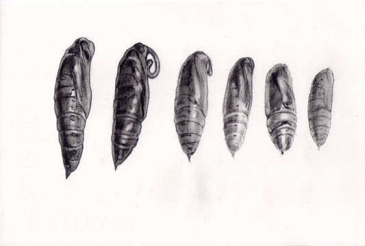 Hawkmoths, pencil on paper