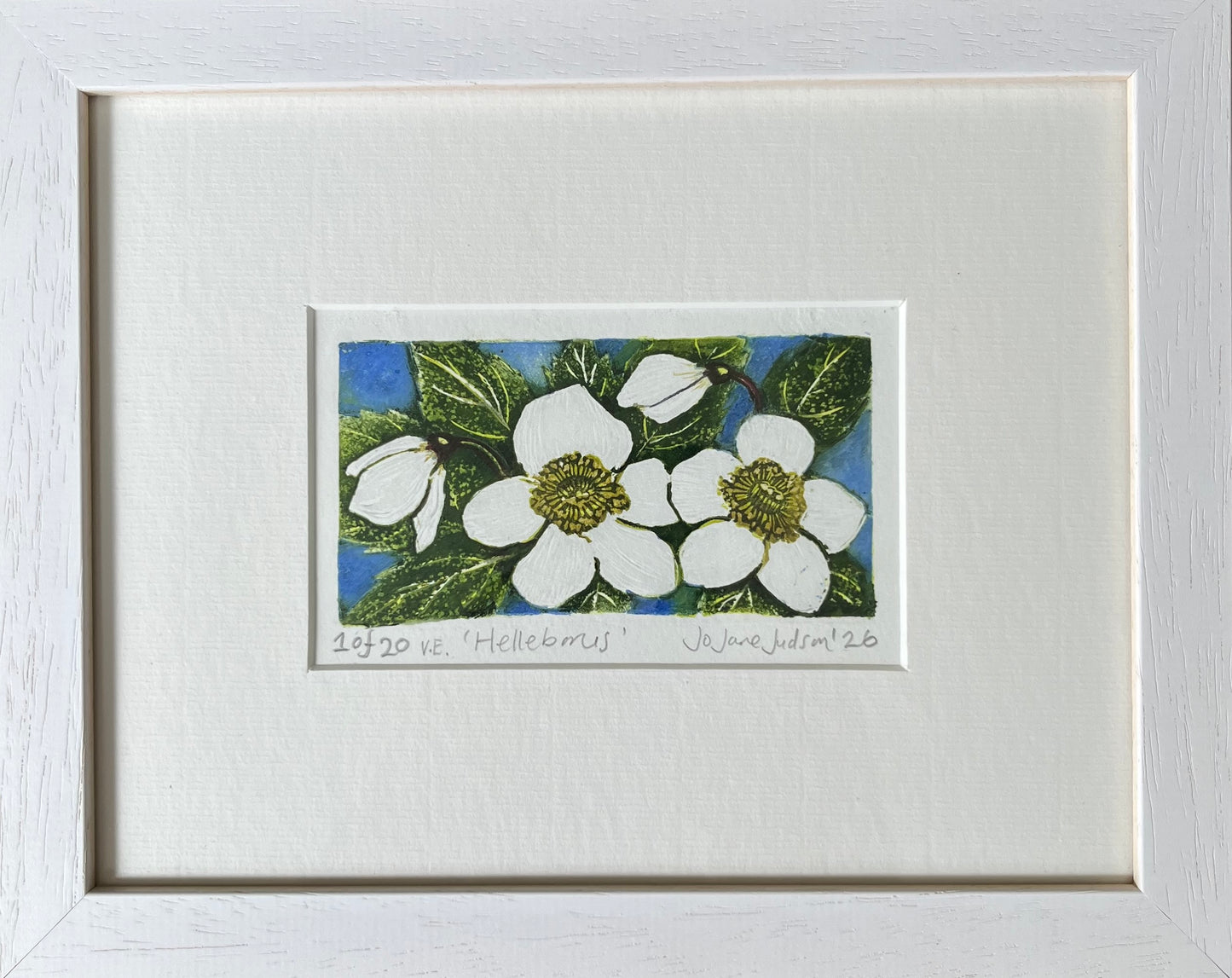 Helleborus