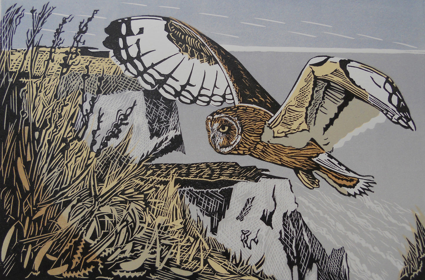 Short-eared Owl