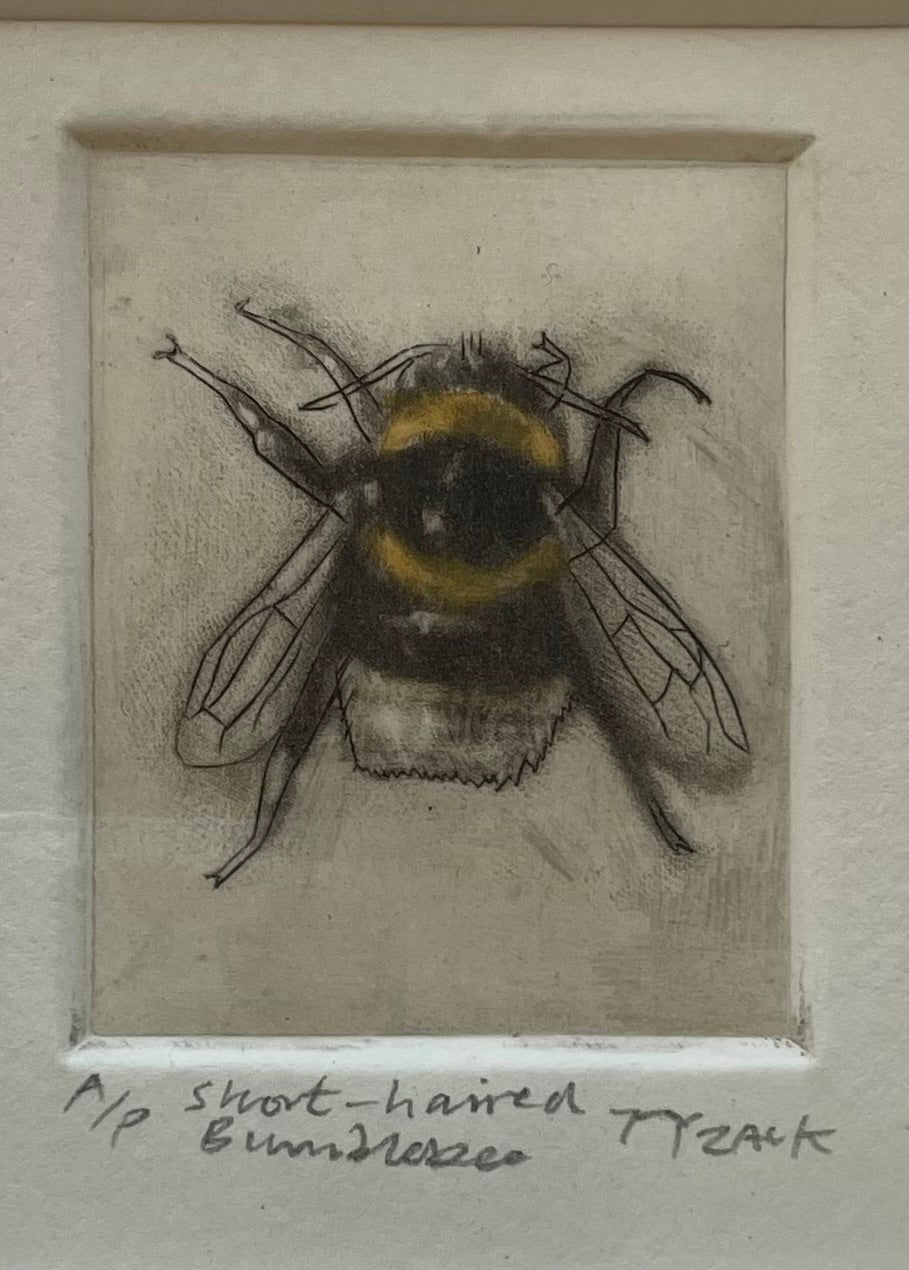 Short-haired Bumblebee