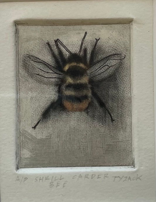 Shrill Carder Bee