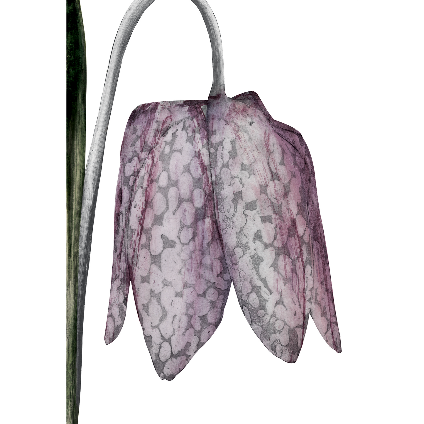 Snake’s Head Fritillary