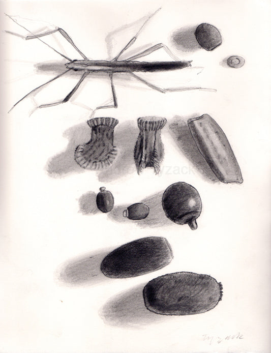 Stick Insect Eggs, pencil on paper