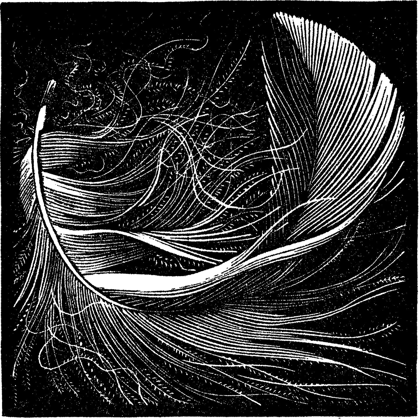 Swan Feather