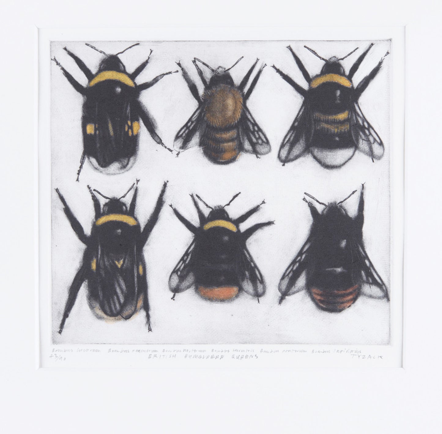 British Bumblebee Queens