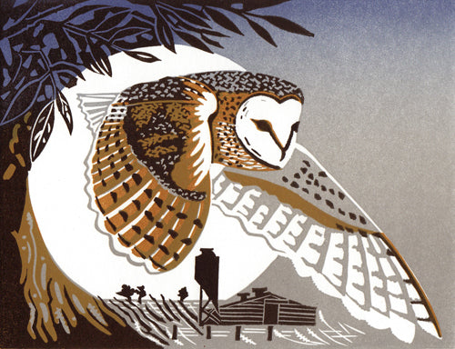 Barn Owl