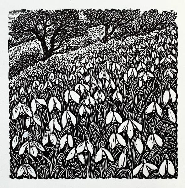Snowdrops
