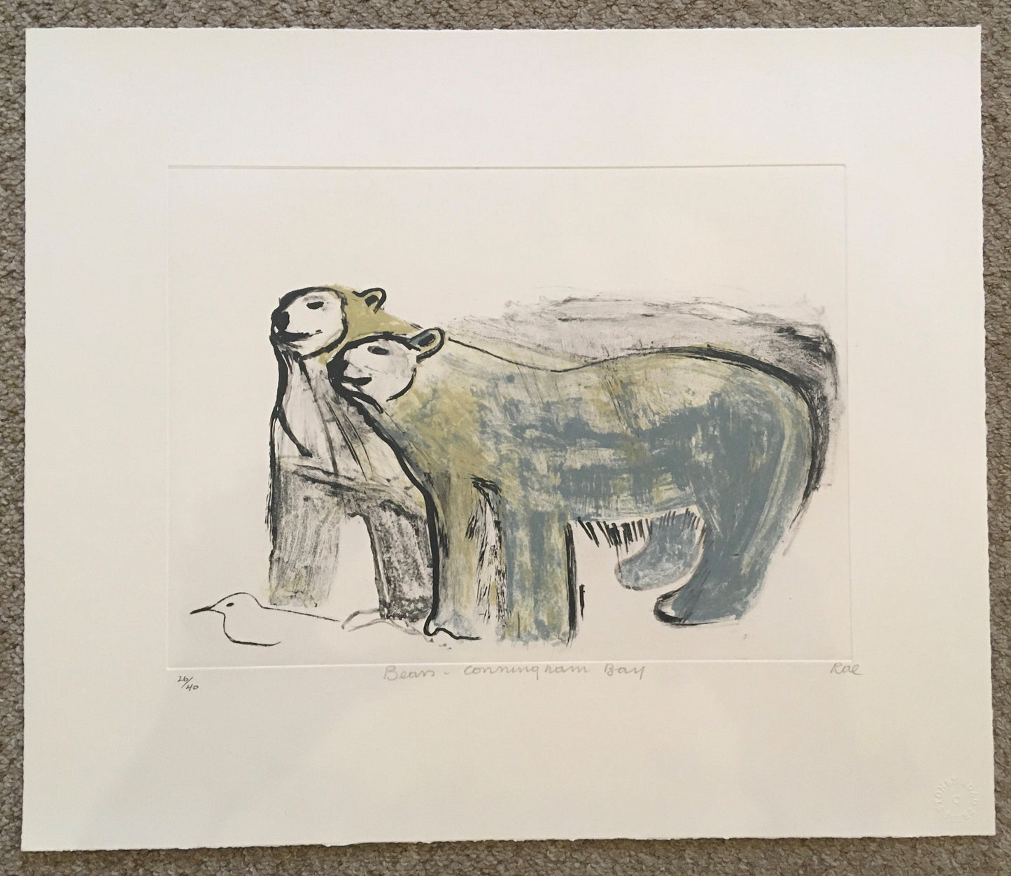 Bears - Coningham Bay