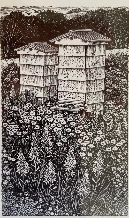 Beehives in a Meadow