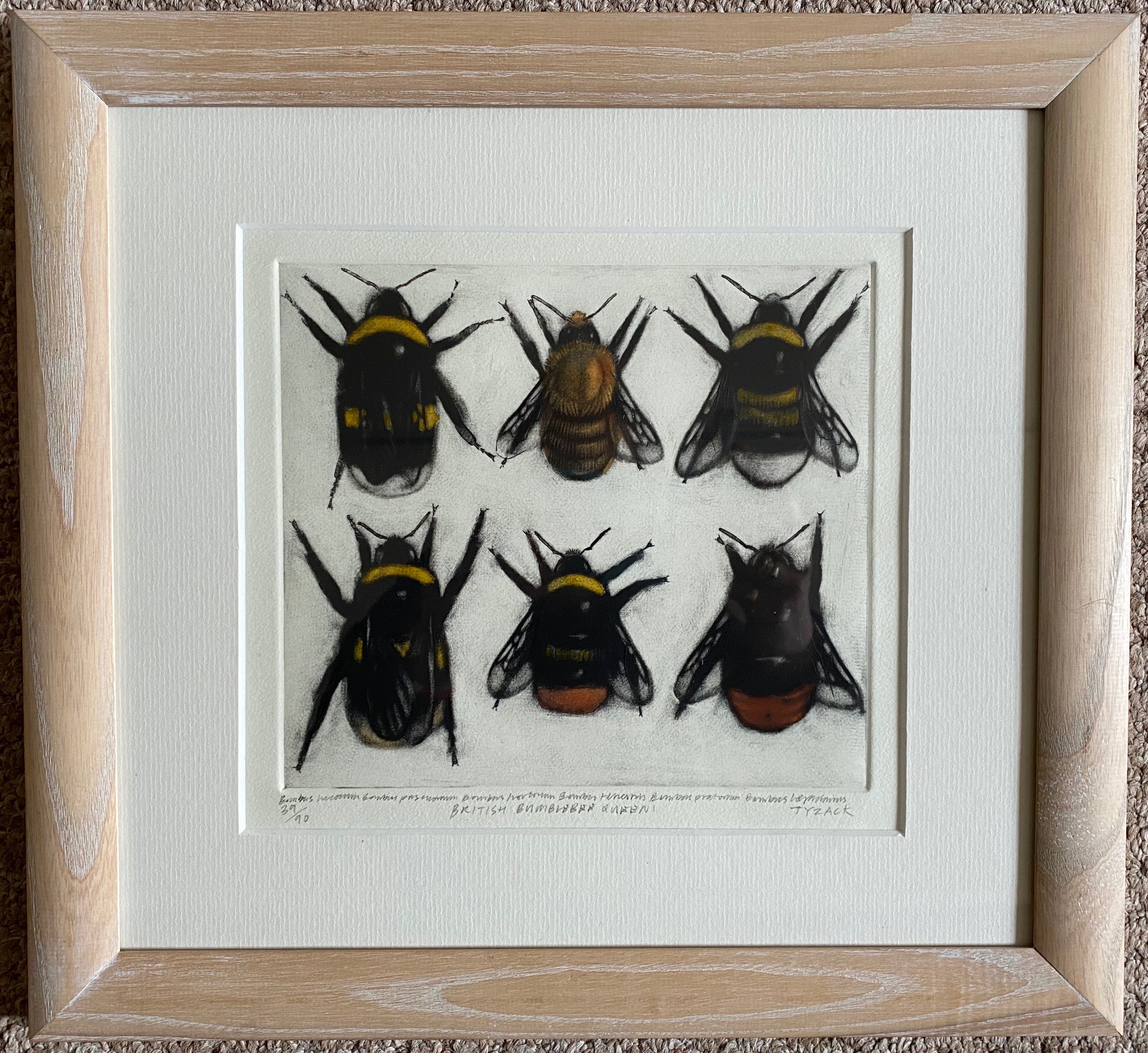 British Bumblebee Queens by Andrew Tyzack