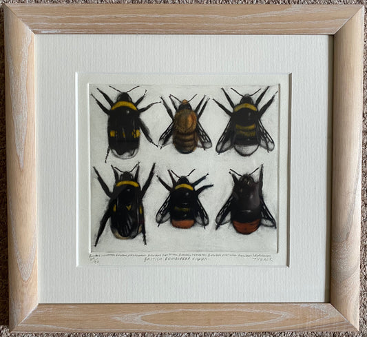 British Bumblebee Queens