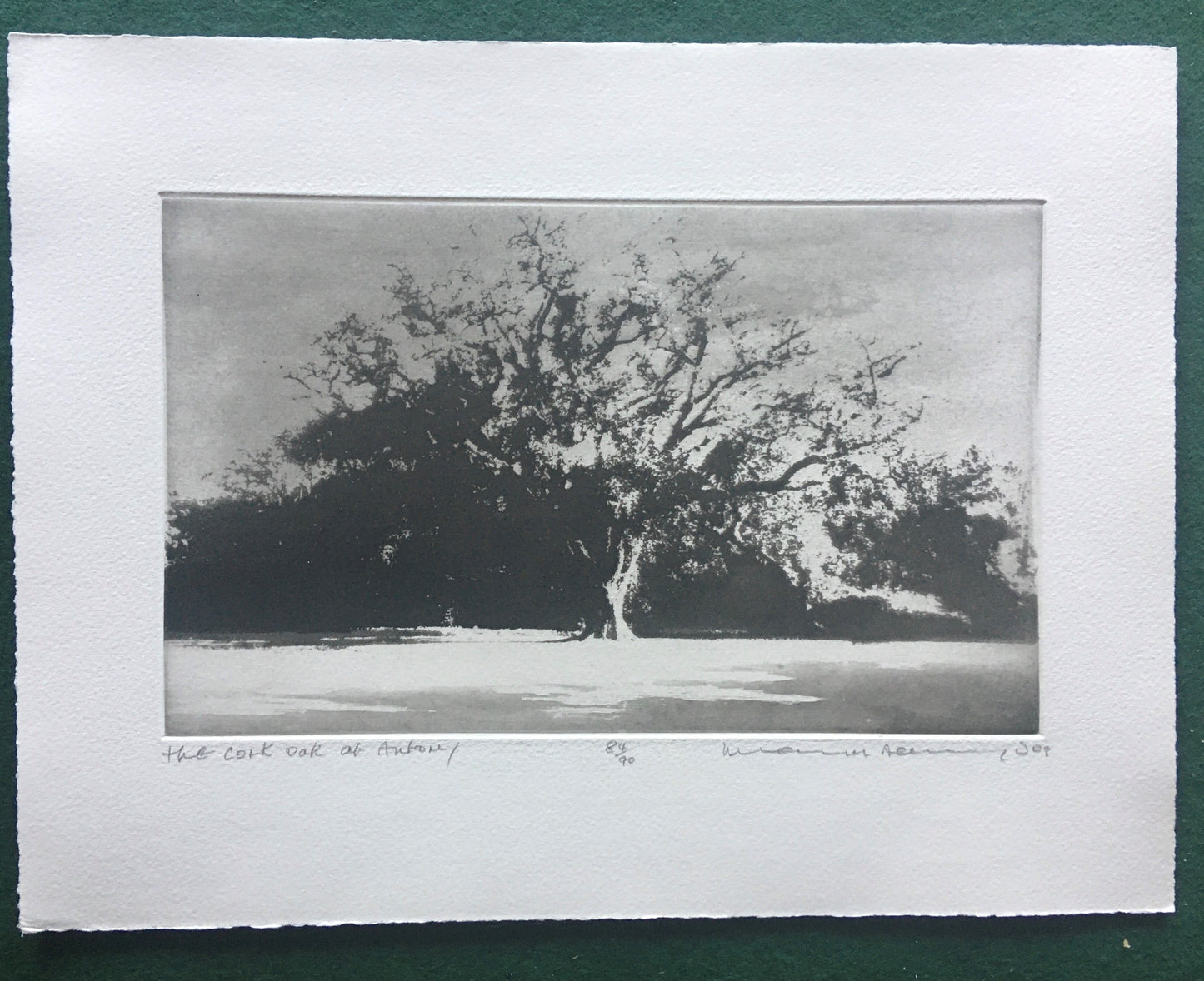 The Cork Oak At Antony