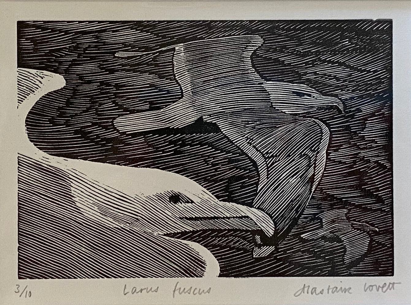 Alastair Lovett, Larus Fuscus