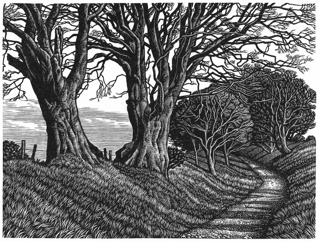 Lewesdon Hill Beeches