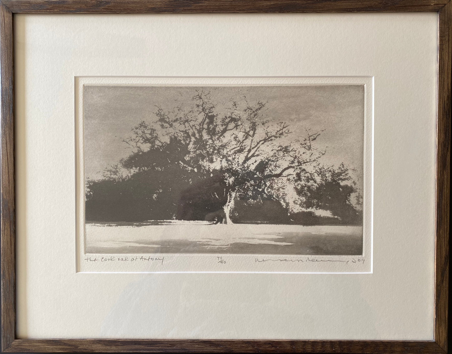 The Cork Oak At Antony