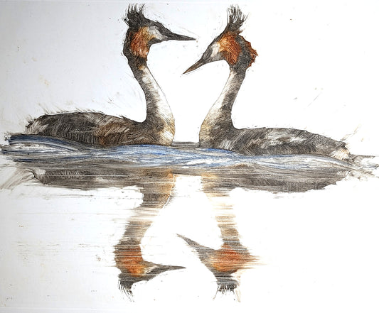 Courting Grebes, April Morning