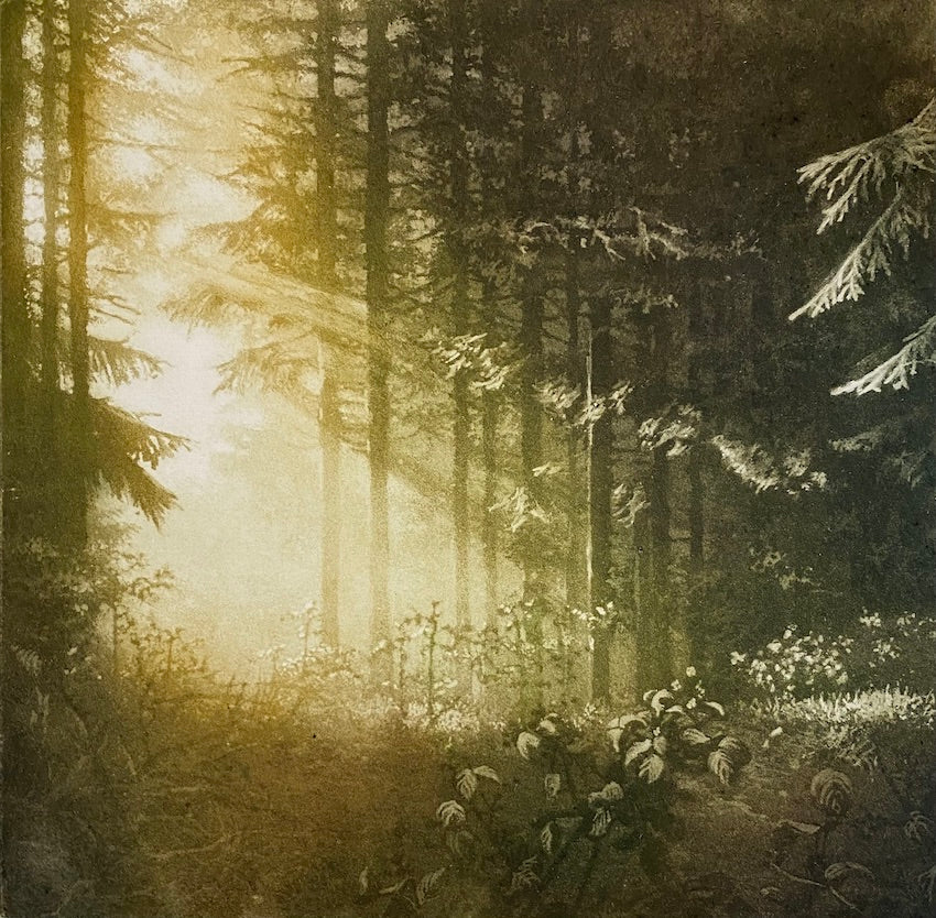 Aesop's Wood (colour)