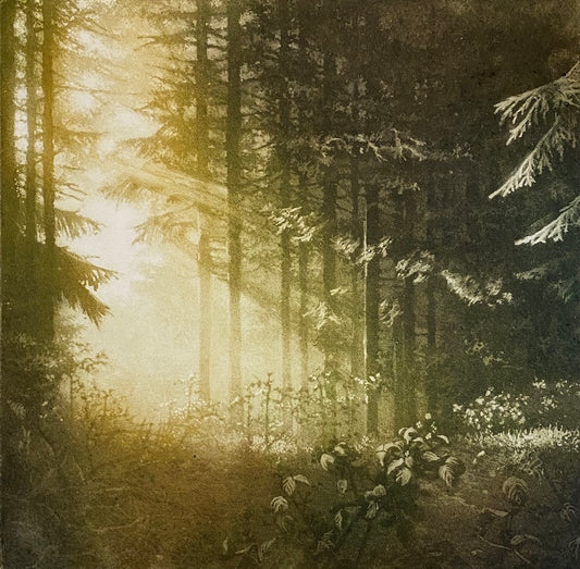 Aesop's Wood (colour)
