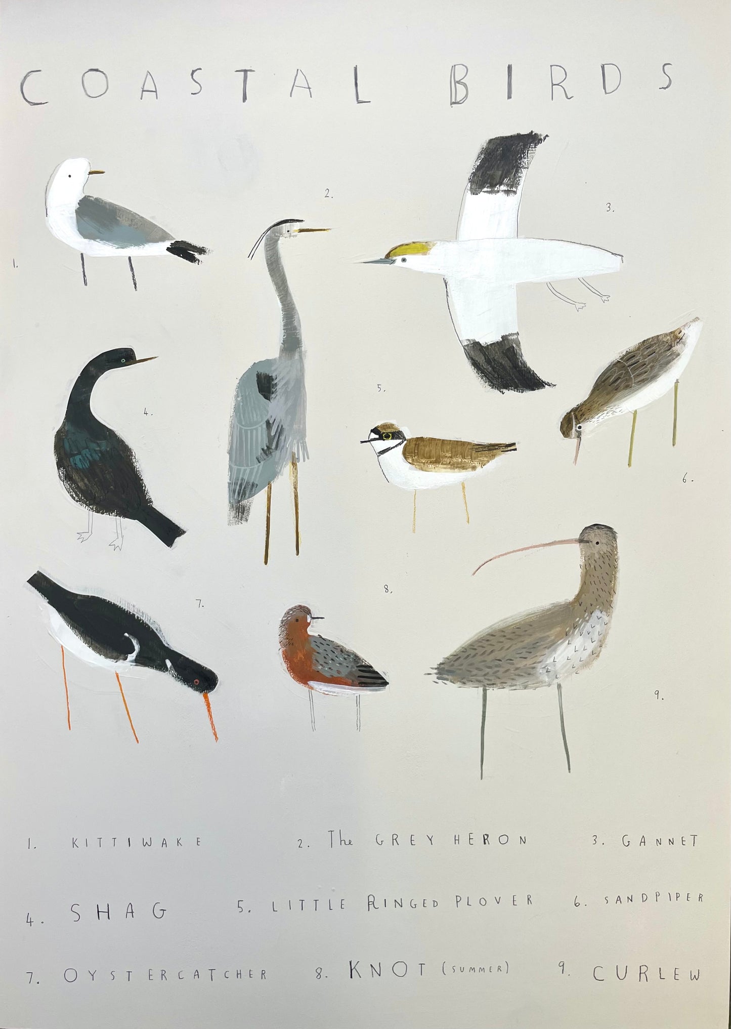 Coastal Birds
