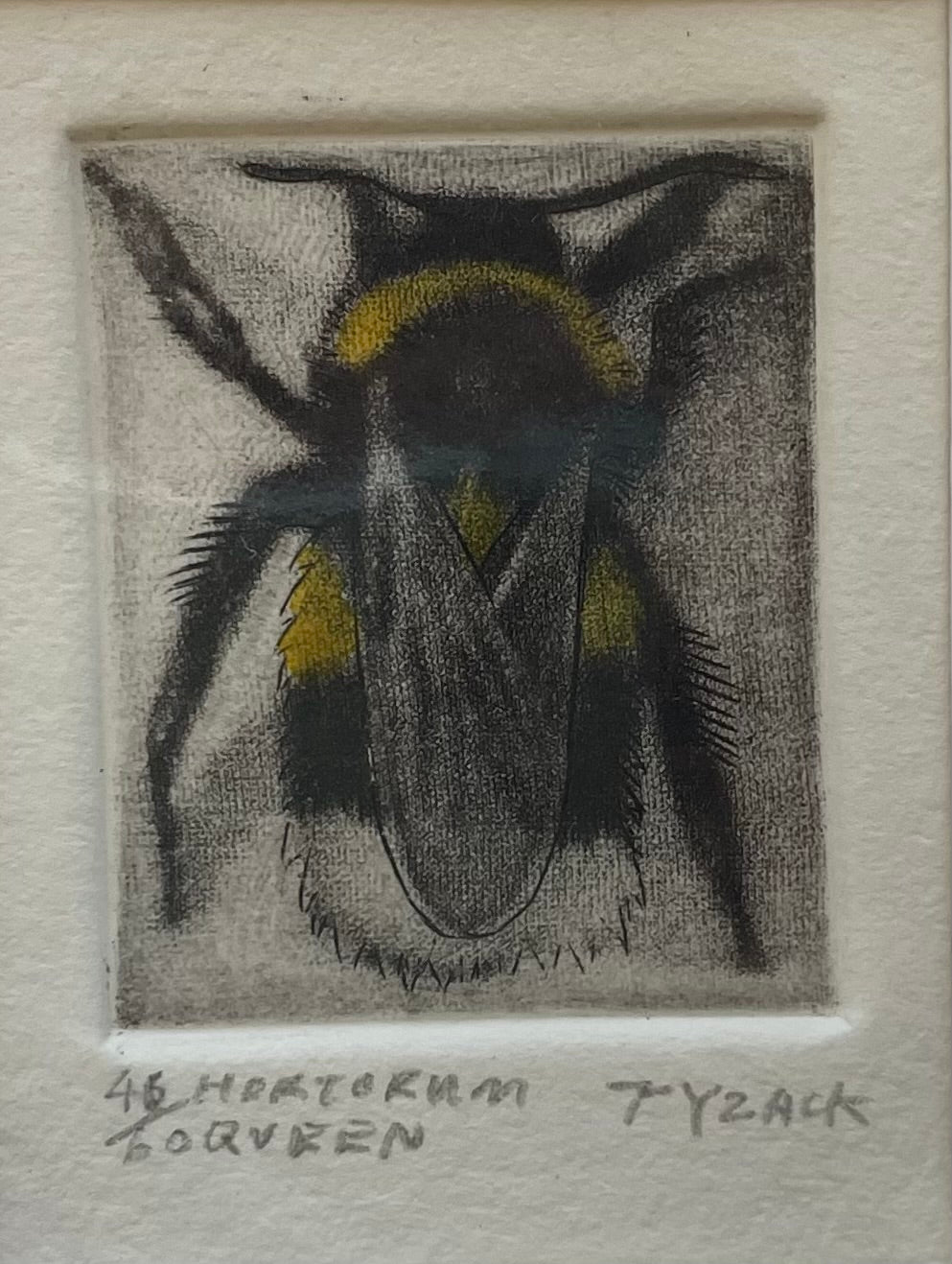Hortorum Queen