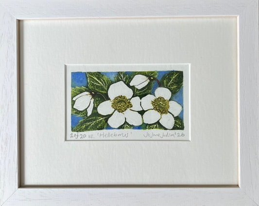 Helleborus