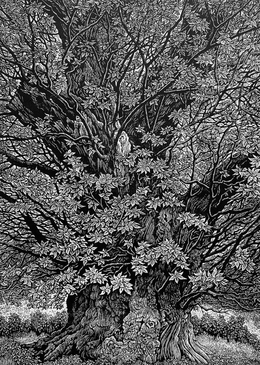 Gnarled Chestnut, Penhurst