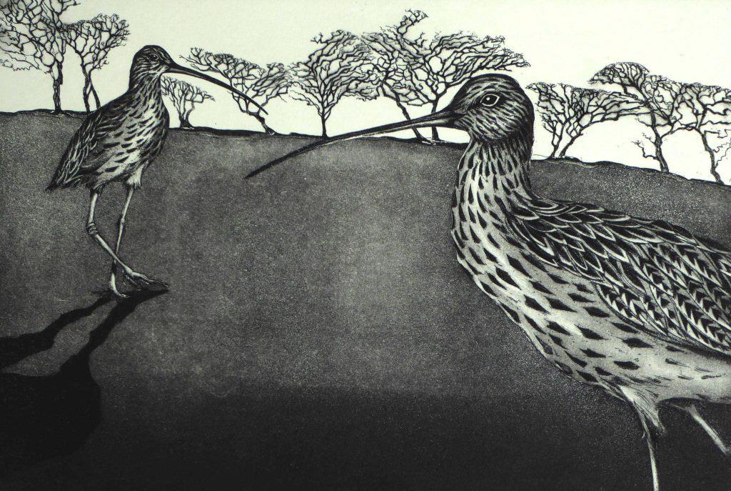 Curlews Return