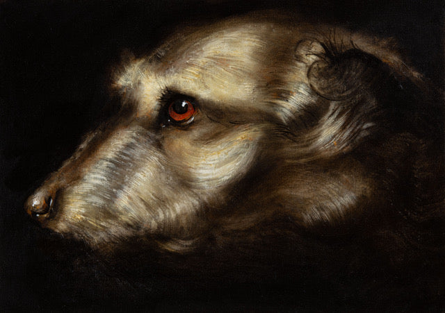 Lurcher Portrait