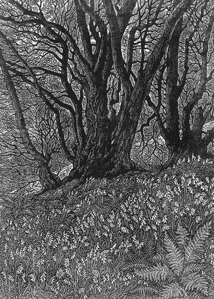 Bluebells in a Wood