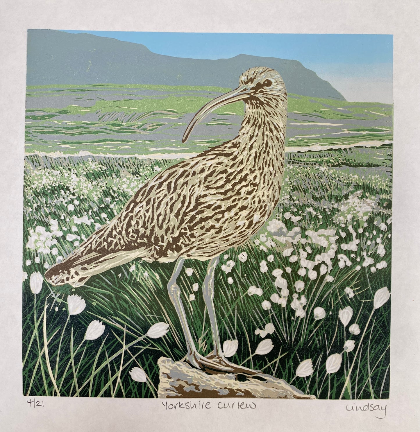 Yorkshire Curlew