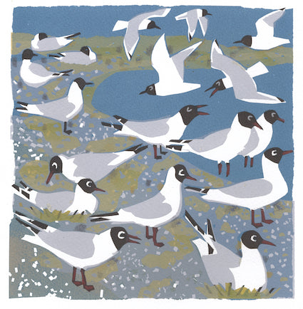 Black headed Gulls