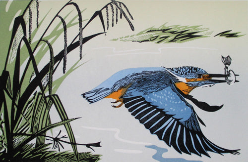 Kingfisher