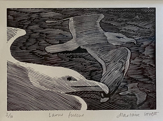 Larus Fuscus