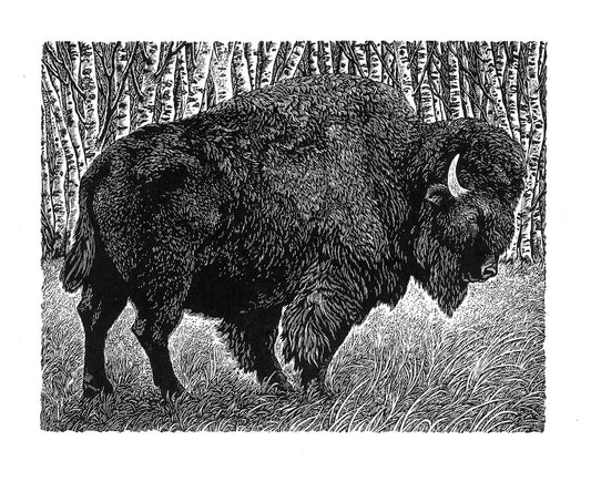 North American Bison