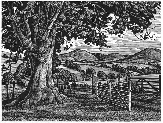 Wayside Ash Tree
