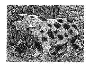 The Family Pig