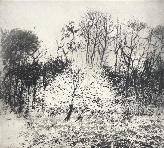 The Wychwood in Winter