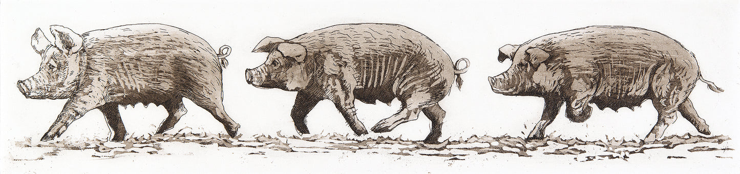 Three Little Pigs