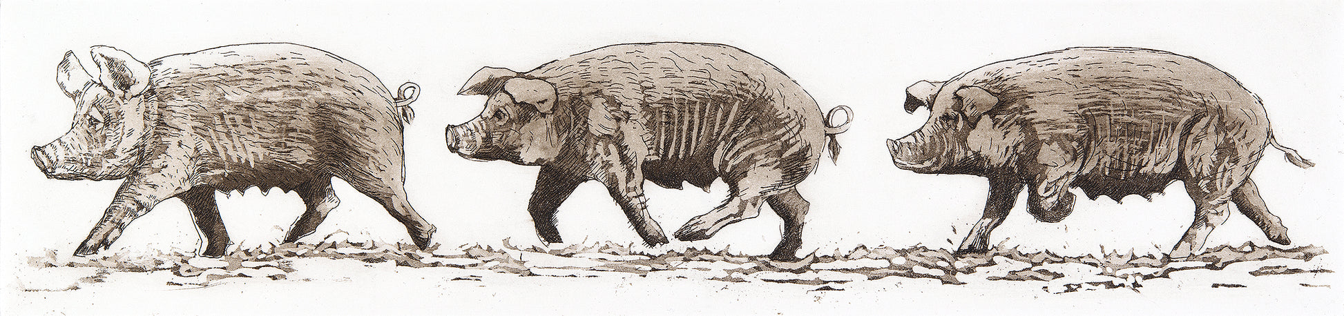 Three Little Pigs