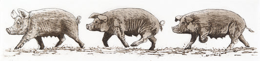 Three Little Pigs