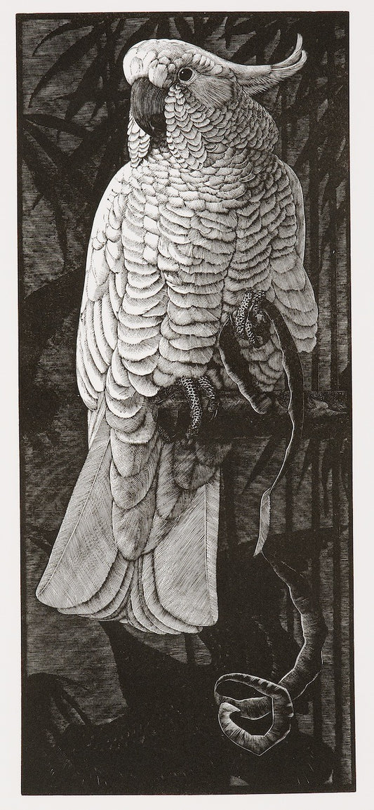 Cockatoo