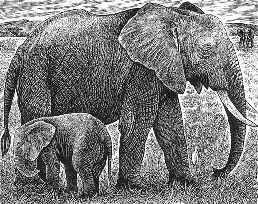 Elephant And Calf