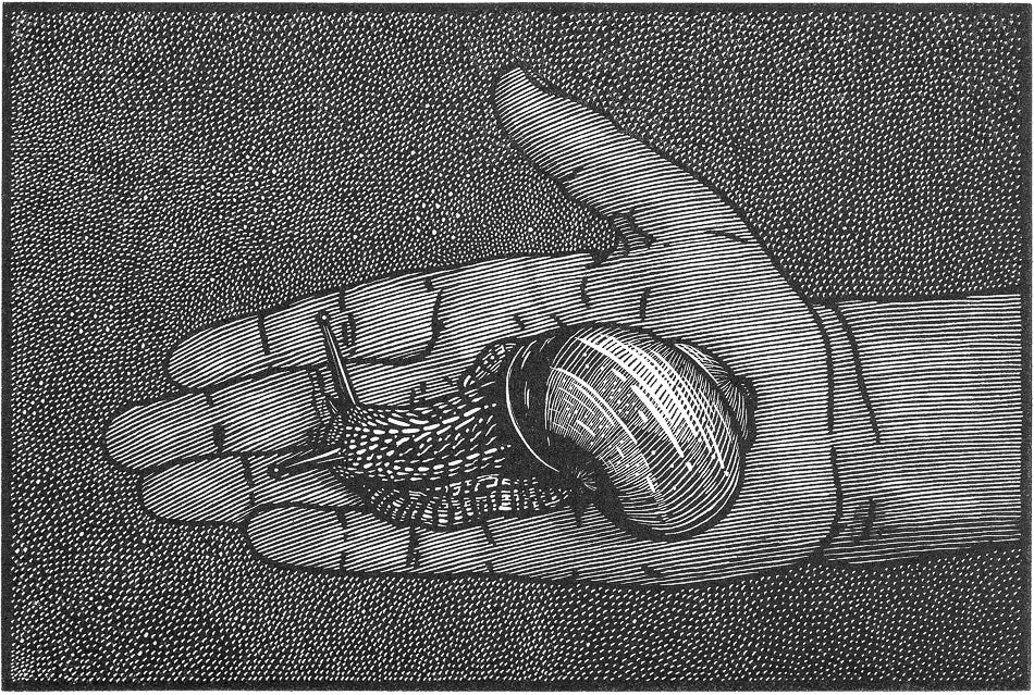 Frida And The Snail