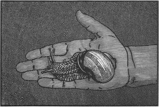 Frida And The Snail
