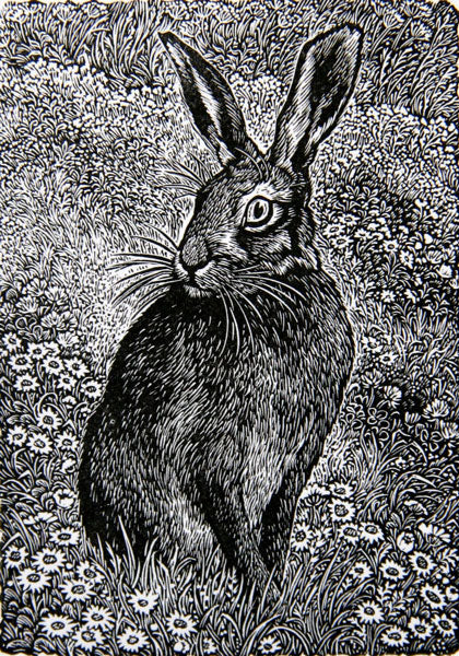 Hare In A Meadow