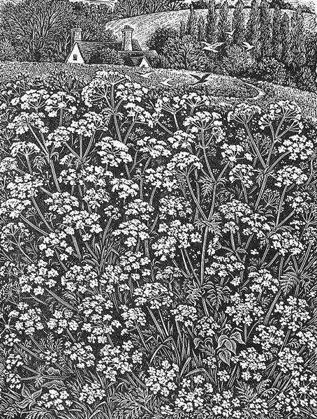 Queen Anne's Lace