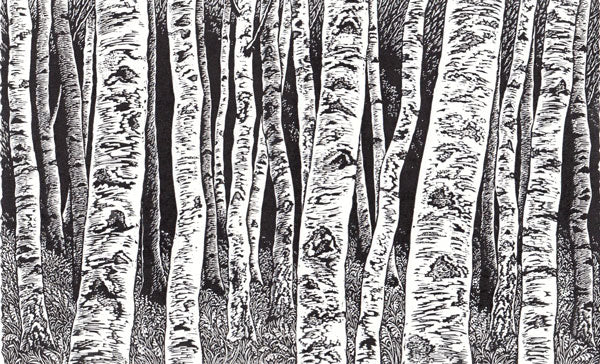 Silver Birches