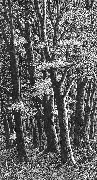 Tall Trees